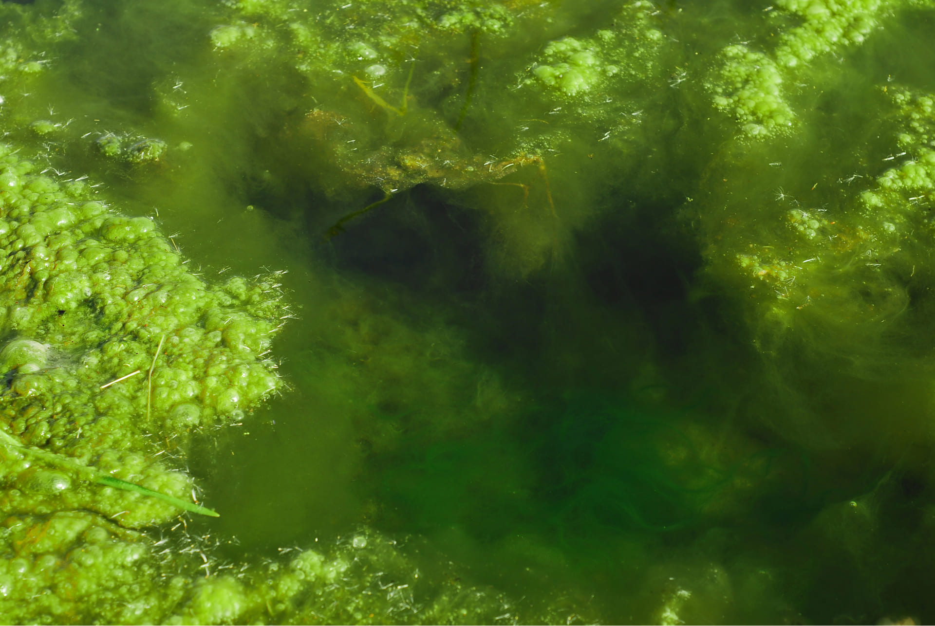 Algen im Teich bekämpfen: die besten Tipps